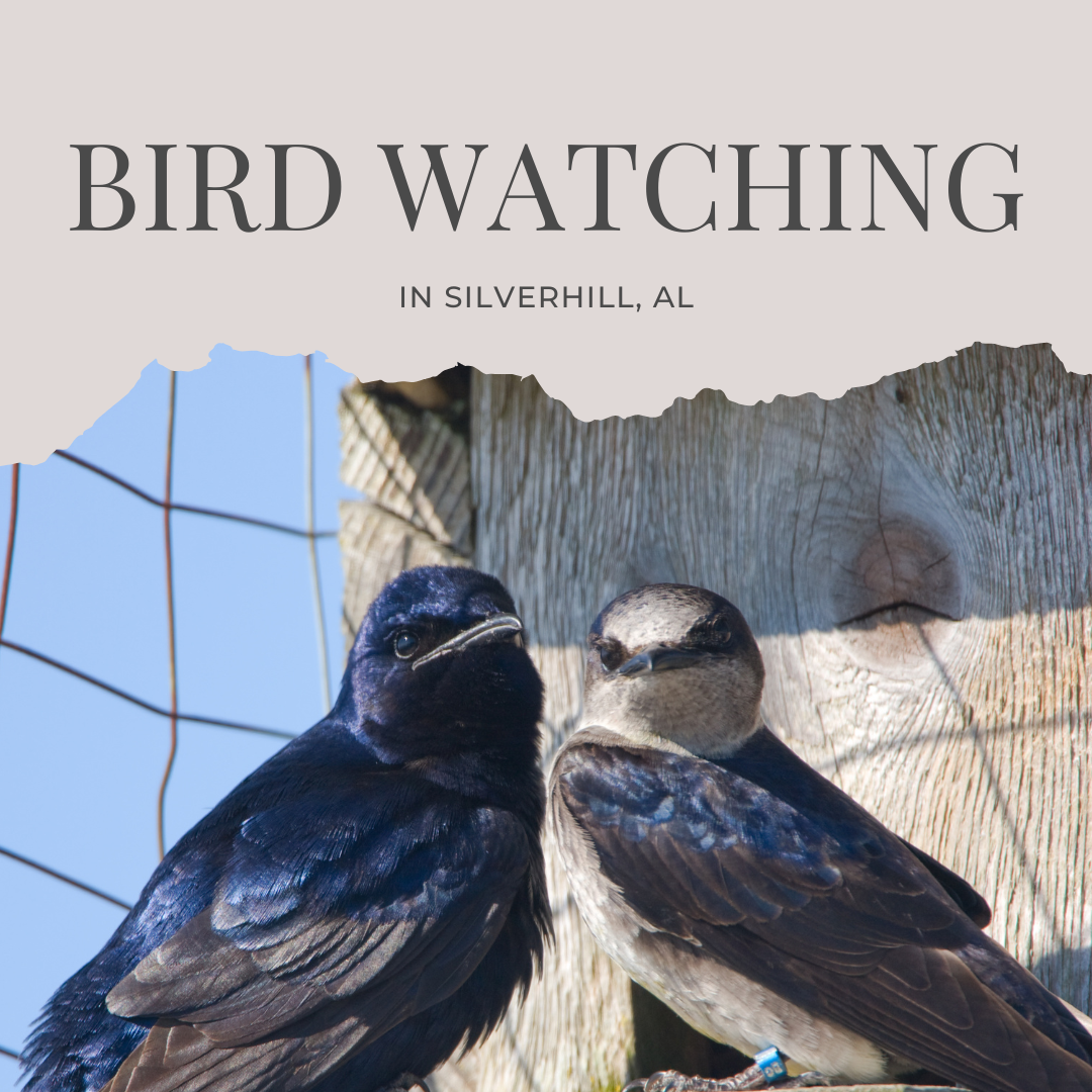 The Return of the Purple Martins