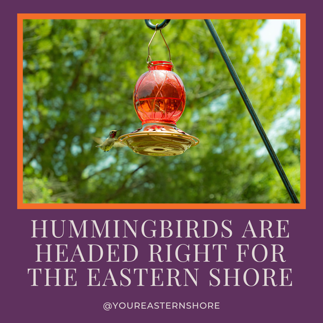 Thousands of Hummingbirds Are Headed Right for the Eastern Shore of Alabama During Their Migration This Spring: What to Expect