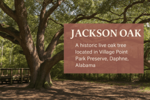 Massive live oak tree known as the Jackson Oak in Village Point Park, Daphne, Alabama—connected to Andrew Jackson and War of 1812 history.
